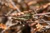 Myrmeleotettix maculatus maculatus